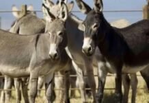 व्यंग्य-गधों के सर्वे पर कम होते गधे और गधे की वसीयत