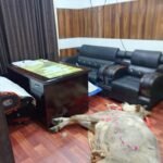 गौ माता की मौत पर फूटा आक्रोश: जिंदा गाय की पुकार नहीं सुनी, मृत गाय को CMO के चेंबर में रखकर गौ सेवकों का प्रदर्शन!