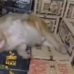 शराब की दुकान में घुसी बंदरिया, बोतल से पी और वहीं हो गई बेसुध; रांची का VIDEO वायरल