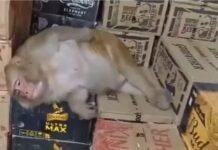 शराब की दुकान में घुसी बंदरिया, बोतल से पी और वहीं हो गई बेसुध; रांची का VIDEO वायरल