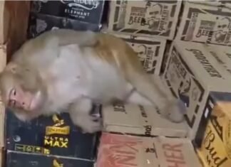 शराब की दुकान में घुसी बंदरिया, बोतल से पी और वहीं हो गई बेसुध; रांची का VIDEO वायरल